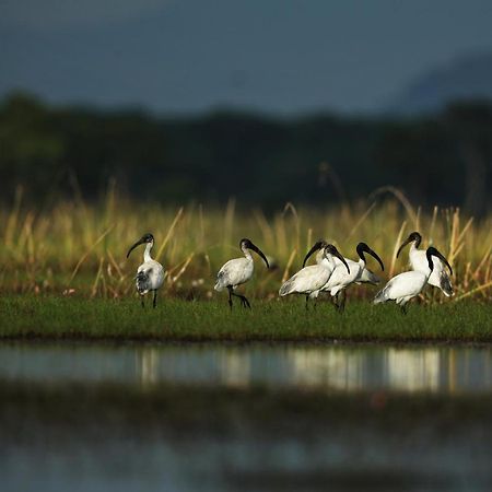 Wetlandcamp บ้านชายเล Phatthalung Dış mekan fotoğraf